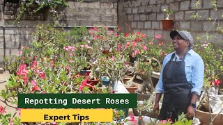 Secrets to Growing a Massive Caudex Desert Rose  Pruning Tips  Exotic Gardens Lusaka [upl. by Sanderson]