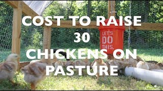 Cost to Raise 30 Chickens on Pasture [upl. by Berglund]