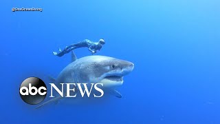 Divers swim alongside famous Deep Blue shark [upl. by Atirehs]