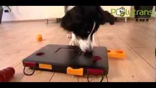 JEUX EDUCATIFS Dog Activity pour chien chez Polytrans [upl. by Leal]