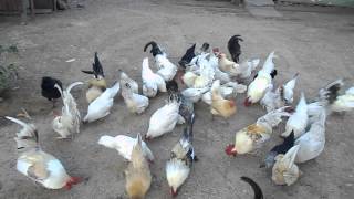 CHICKENS IN TRINIDAD 2014 [upl. by Florinda]