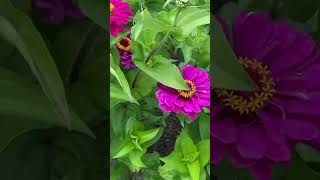 zinnia flower garden heaven in naumkeag mansion [upl. by Procora]