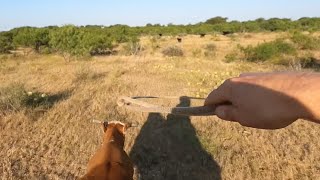 Roping A Wild One Eyed Cow [upl. by Darrel]