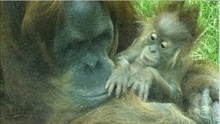 Giraffen  Orang Utan Familie  Tierpark Hellabrunn [upl. by Mitchael]