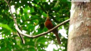 Yellowbilled Jacamar  Galbula albirostris  wwwcolombiabirdingcom [upl. by Karrah193]