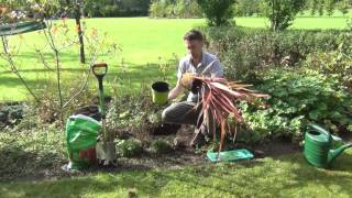 How to Plant a Phormium [upl. by Anialed]