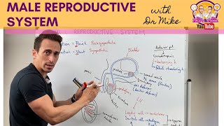 Male Reproductive System [upl. by Anaerol890]