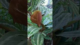 Calathea Variety Prayer Plant naturegarden houseplants indoorplants [upl. by Laen]