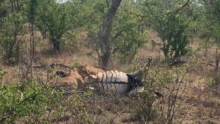 Kruger National Park  Safari at Kapama Reserve  Lions hunting Part 2  We are so close [upl. by Ferrand]