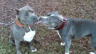 Bully Pitbull Razor Edge Stocky Short wwwtitanpitbullscom [upl. by Starling]