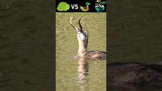 Piedbilled Grebe Bird Eating a Bullfrog 🐸😳shorts birds frog [upl. by Oniratac736]