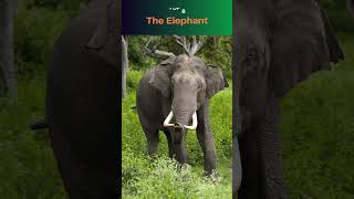 Top 10 Herbivorous Animals 🐾 Nature’s Plant Eaters [upl. by Basset403]