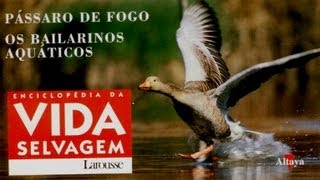 Vida Selvagem 35  Pássaro de Fogo [upl. by Stockton]