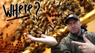 Fool Proof Method To Test If There Is A Queen In Your Beehive [upl. by Grier320]