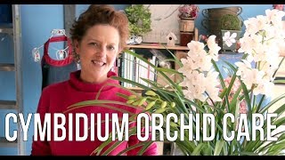 Cymbidium Orchid Care [upl. by Allys]