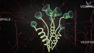 Vorticella  Vorticella Under Microscope  Biology 3D Course  NEET 2021 [upl. by Porty]