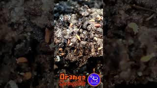 Springtails naranjas colembolos naranjas orangespringtails shorts shortsvideo short [upl. by Premer]