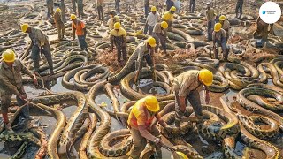 Cómo Los Agricultores Y Ganaderos Australianos Lidian Con Millones De Serpientes  Agricultura [upl. by Ennaoj]