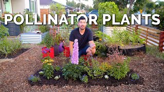 11 MUST Grow Pollinator Garden Plants 🐝 [upl. by Anoniw]