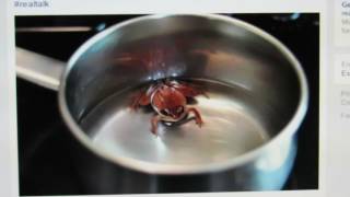 The Boiling the Frog MetaphorAnalogy Is Useless and False [upl. by Pitchford462]