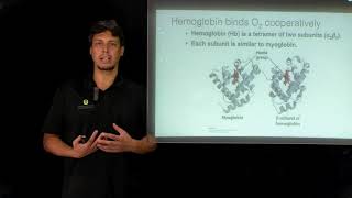 Topic 612  Myoglobin vs hemoglobin [upl. by Jo Ann17]