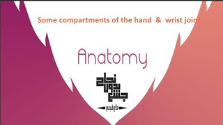 some compartments of hand and wrist join anatomy1 lec 11 part2 [upl. by Tsai]