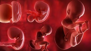 Fetal Development Month By Month  Development Of Baby in The Womb  Life Before Birth [upl. by Saberhagen]