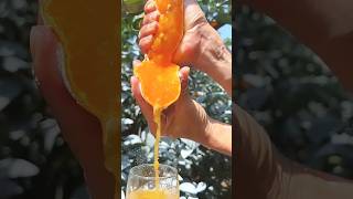 OMG😱so juicy🍊🤤 fruiting satisfying fruit fruitworld fruitcutting amazing realfruit [upl. by Ttihw]