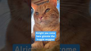 The ULTIMATE huggie wuggies🤗❤️🥰❤️🐱cat funny cute orangecat shorts [upl. by Rehtul]