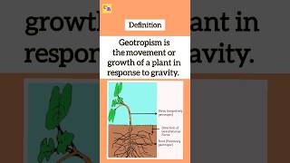 Geotropism  Gravitropism class10biology cbseclass10science2024 shorts geotropism [upl. by Hennessey]