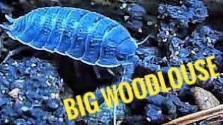 Big Woodlouse Isopod quotRollie Polliequot [upl. by Hctim976]