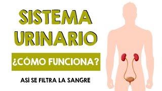 El SISTEMA URINARIO  ¿Cómo funciona EL RIÑÓN  Te lo explico en MENOS de 4 MINUTOS [upl. by Crysta]