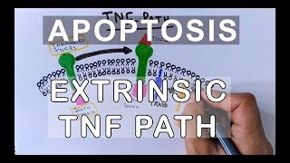 Mechanism of Extrinsic Pathway of Apoptosis  TNF Path [upl. by Hodosh206]