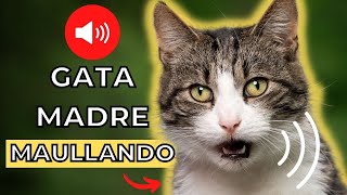 Sonido del Madre Gata Llamando a sus Gatitos 🐈 Sonido para atraer a tu gato [upl. by Wilkey660]