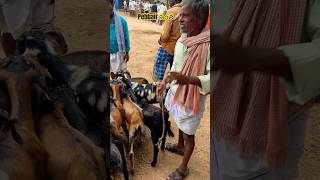 Pebbair cattle bargaining pebbaircattlemarket [upl. by Oirram24]