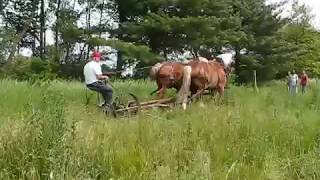 Tillers International Farming with Oxen and Horses Class [upl. by Rhett851]