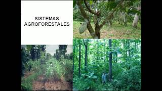 Manejo de bosques naturales y plantaciones forestales Parte 2 [upl. by Othelia905]