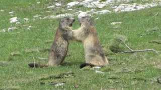 Combat de marmottes [upl. by Shushan796]