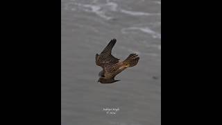 Juvenile peregrine falcon flying crazy fast realtime vs 5times slow motion peregrinefalcon [upl. by Ruttger]