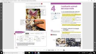 Il phylum dei molluschi [upl. by Melli]