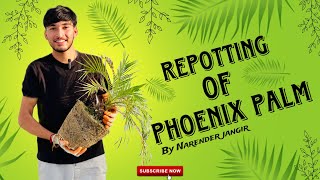 फ़ीनिक्स पाम की रिप्पोटिंग  Repotting Phoenix Palm [upl. by Nnanaej]