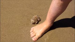 The Largest Sand Crab Ive EVER SEEN [upl. by Yklam]