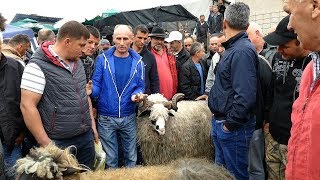 Dernek u Turbetu okupio tisuće posjetitelja [upl. by Nosemyaj769]