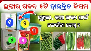 TOP 4 CHILLI VARIETY  Lanka Chasa Pranali  Mircha Chasa Odia  Ankur ARCH 2239  Patramoda Roga [upl. by Carey525]