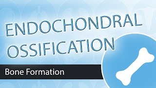 Endochondral Ossification [upl. by Lemal]