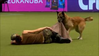 Crufts 2017 Lusy amp Deril  heelwork to music international freestyle  Military [upl. by Llenhoj]