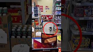 this cat got caught taking food from the store [upl. by Juster]