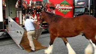 Loading The Budweiser Clydesdales Into The Trailer [upl. by Aeiram]