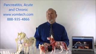 Pancreatitis Acute and Chronic in the Dog and Cat [upl. by Ardnuek]