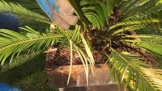 63  Cycas revoluta en pot  Comment faire son entretien [upl. by Sokcin300]